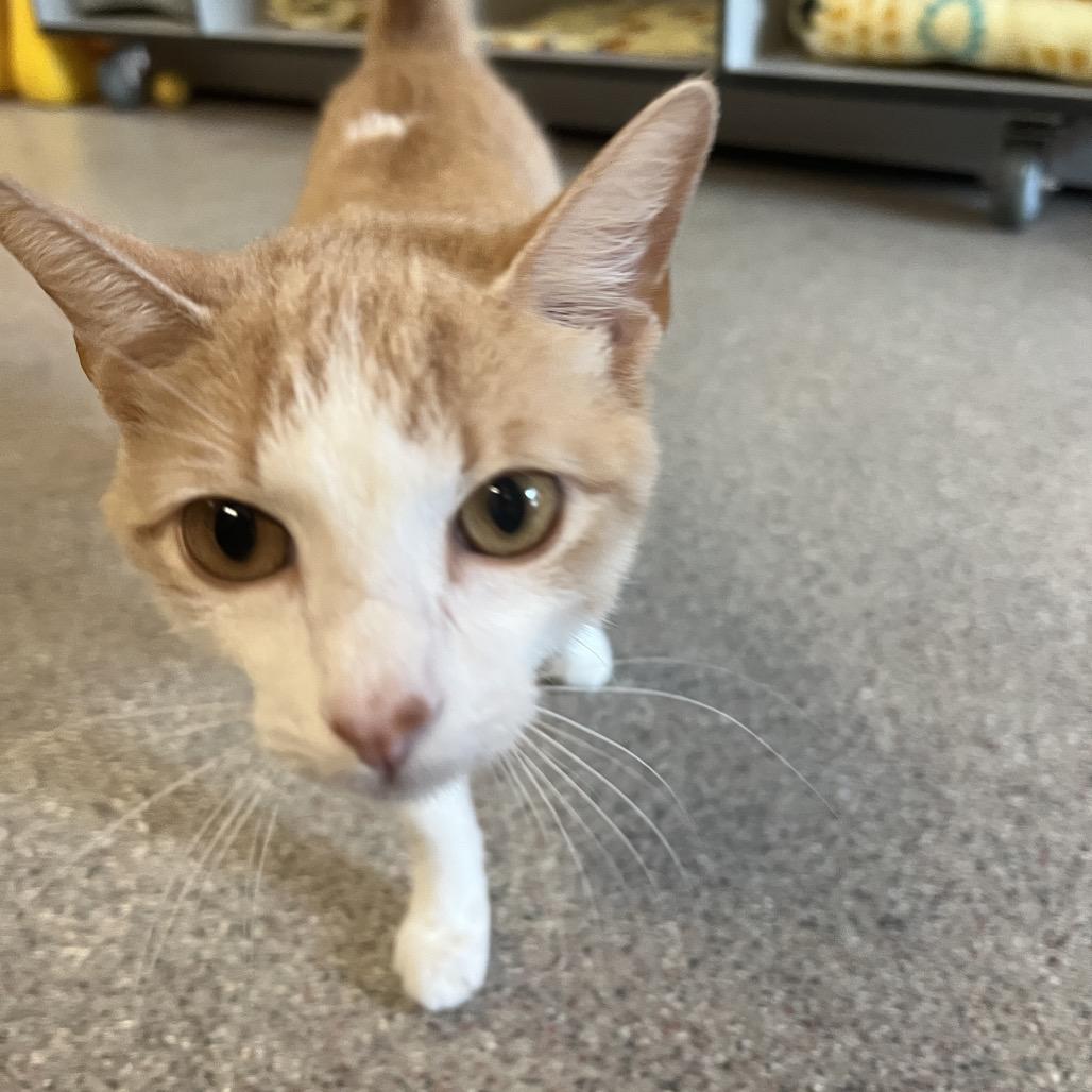 Leia, a Adoptable Domestic Short Hair in Sarasota, FL image 1/6