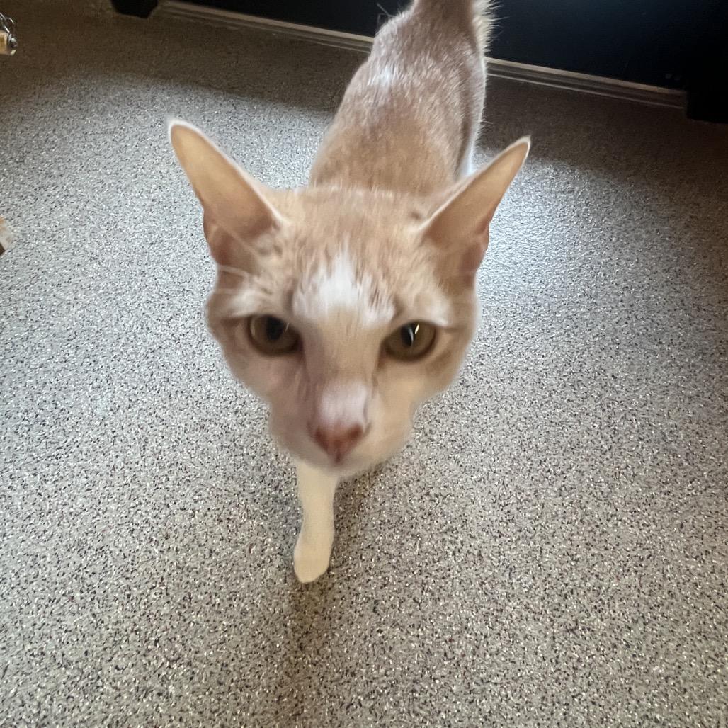 Leia, a Adoptable Domestic Short Hair in Sarasota, FL image 2/6
