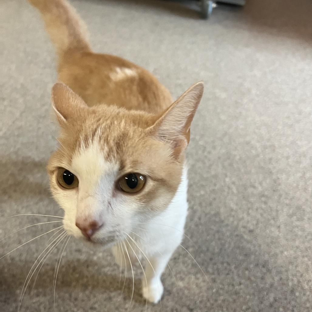 Leia, a Adoptable Domestic Short Hair in Sarasota, FL image 3/6