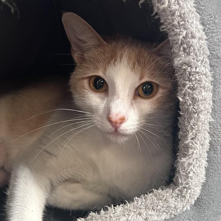 Leia, a Adoptable Domestic Short Hair in Sarasota, FL image 4/6