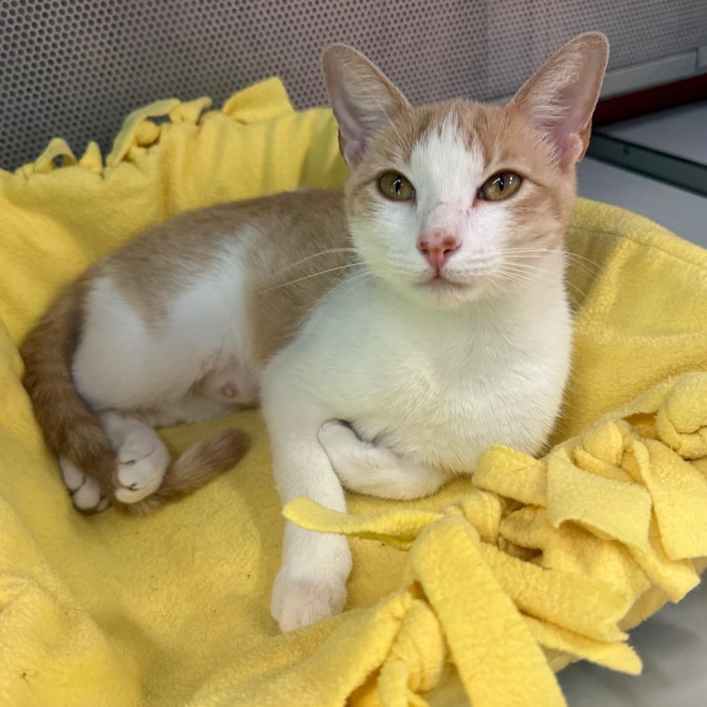 Leia, a Adoptable Domestic Short Hair in Sarasota, FL image 5/6