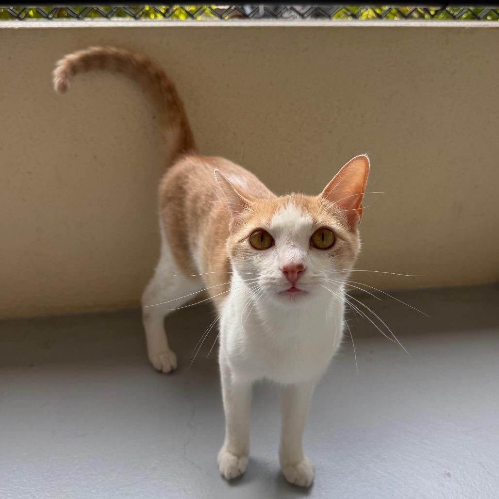 Leia, a Adoptable Domestic Short Hair in Sarasota, FL image 6/6