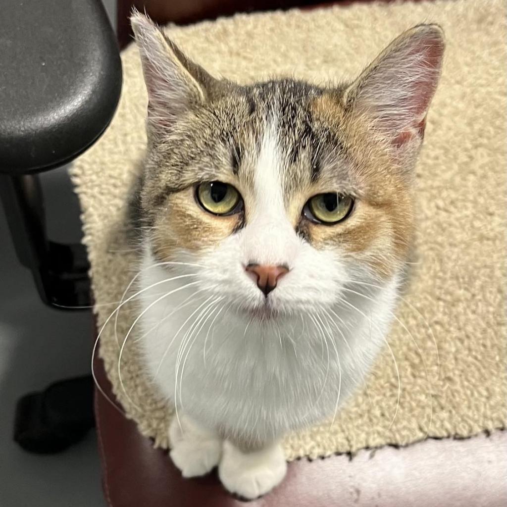 Enlarge Daisy, a Adoptable Domestic Short Hair in Sheridan, WY image 1/1