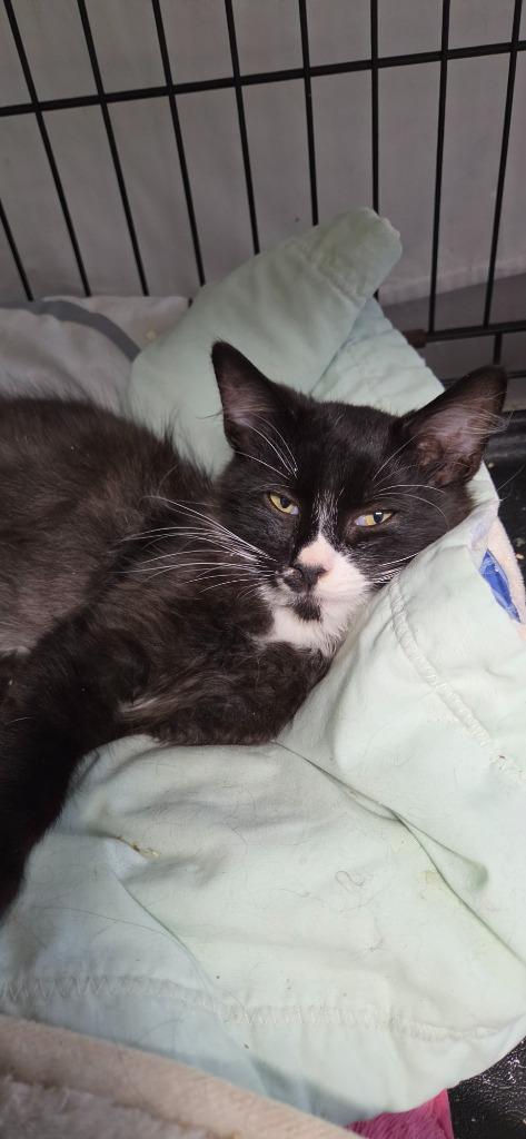 2026-89 Timber, Adoptable, Kitten Male Domestic Long Hair.