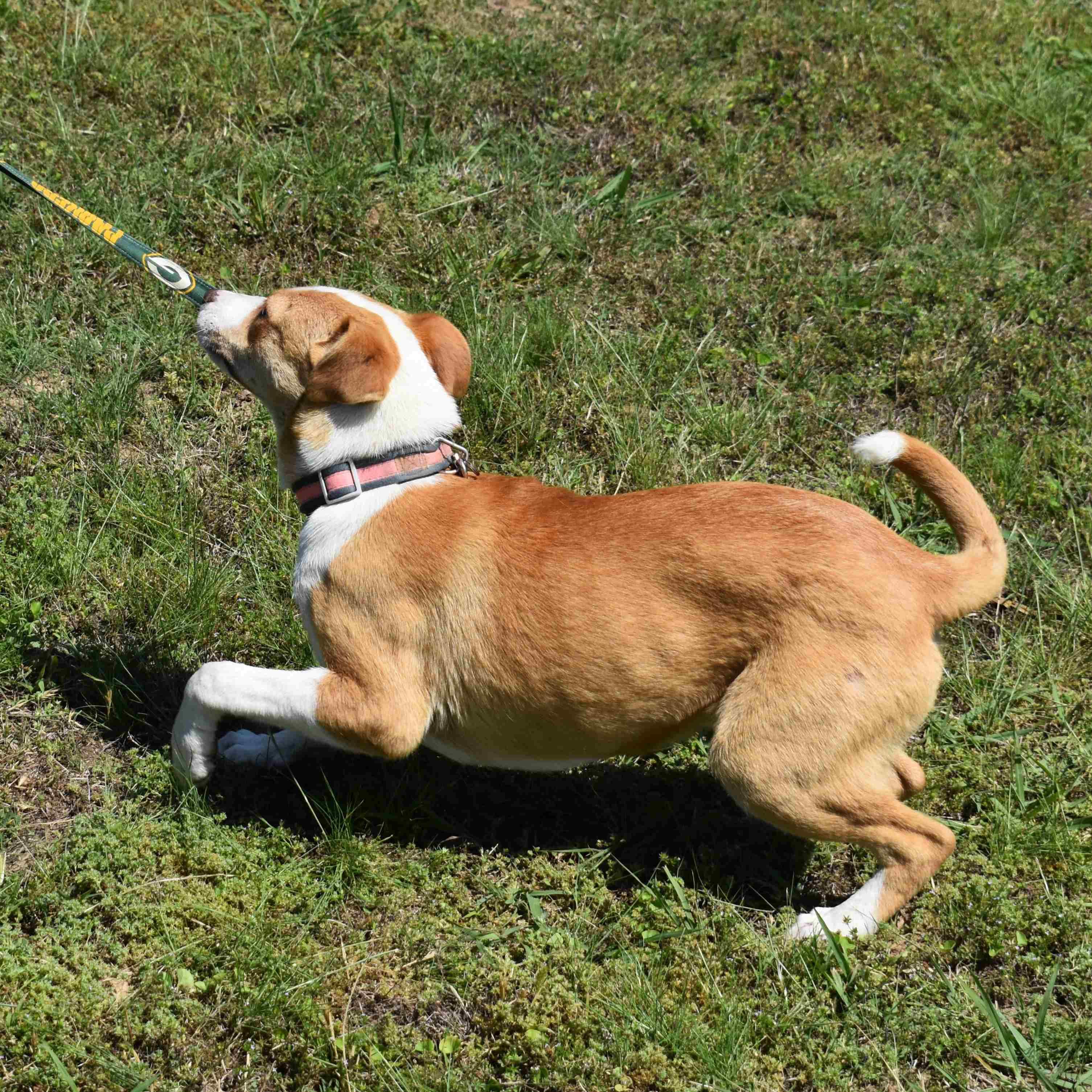 Wilma, a ADOPTABLE Mixed Breed in Searcy, AR image 4/6