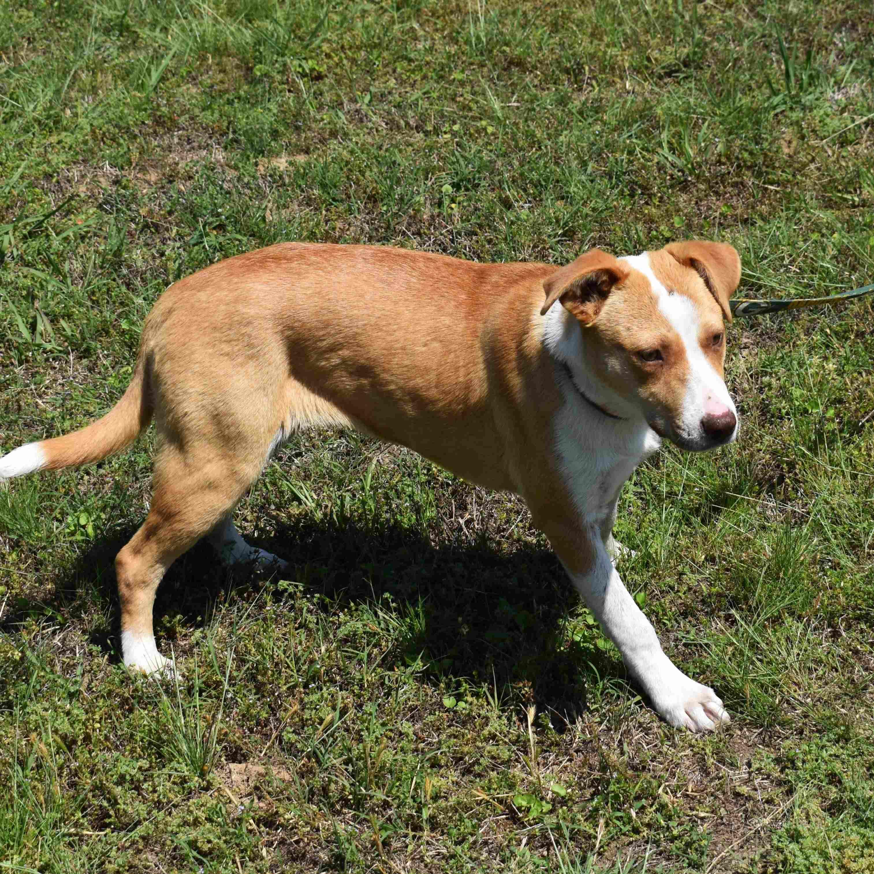 Wilma, a ADOPTABLE Mixed Breed in Searcy, AR image 6/6