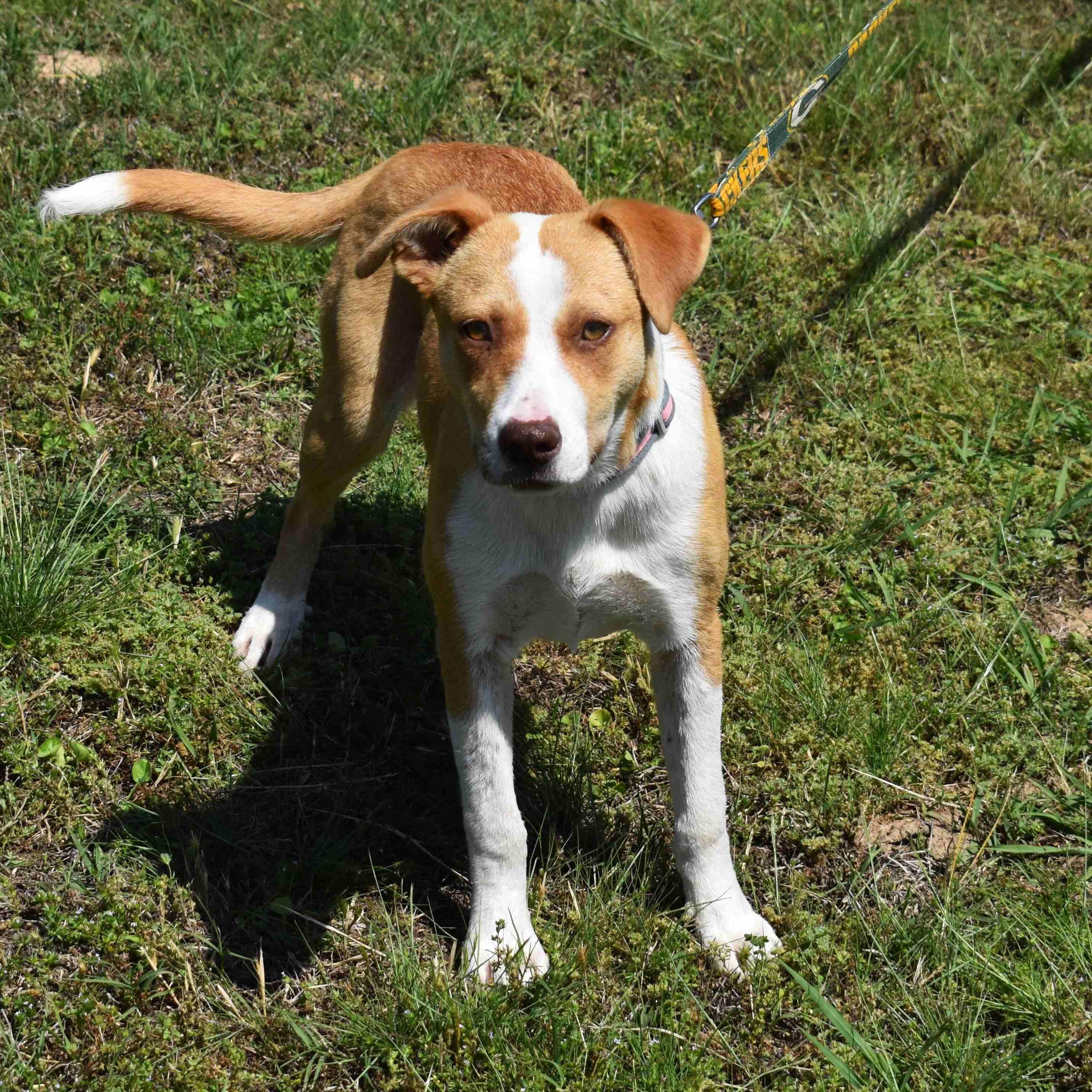 Wilma, ADOPTABLE, Puppy Female Mixed Breed.