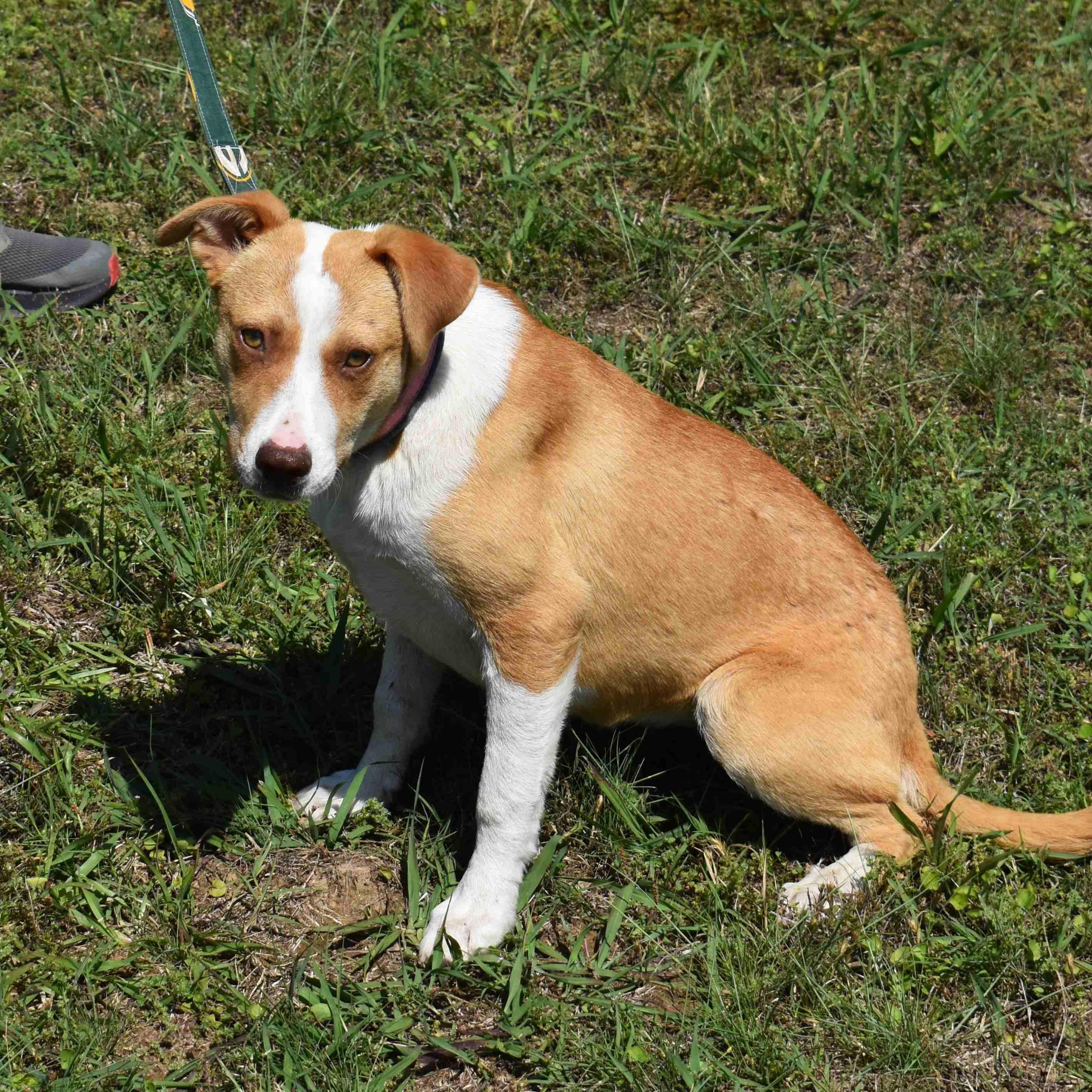 Wilma, a ADOPTABLE Mixed Breed in Searcy, AR image 2/6