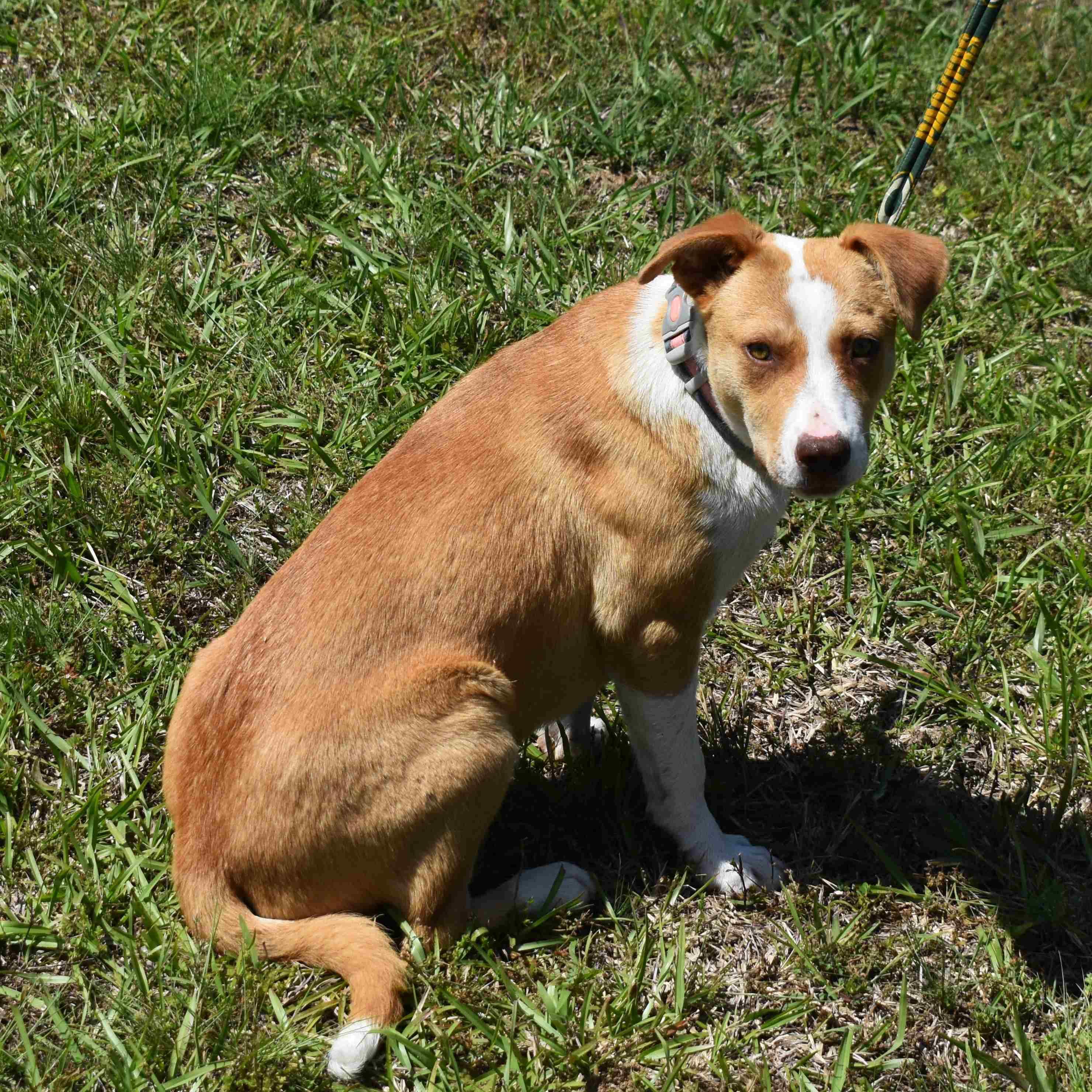 Wilma, a ADOPTABLE Mixed Breed in Searcy, AR image 3/6
