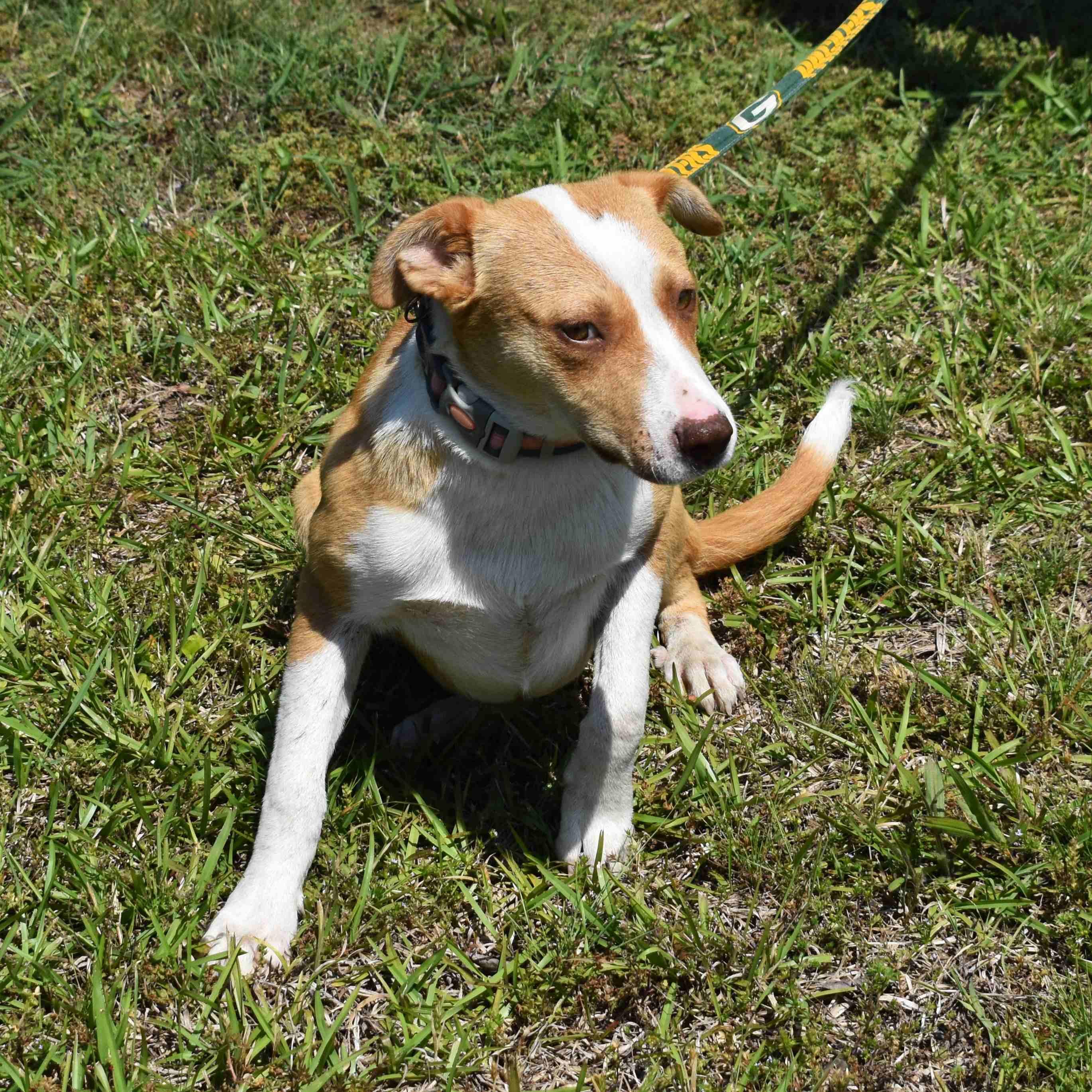 Wilma, a ADOPTABLE Mixed Breed in Searcy, AR image 5/6