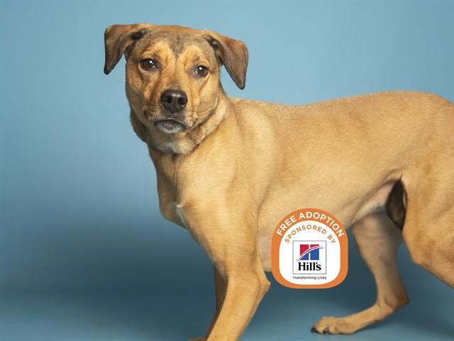 Enlarge ALLIE, a Adoptable mixed breed in Phoenix, AZ image 1/1