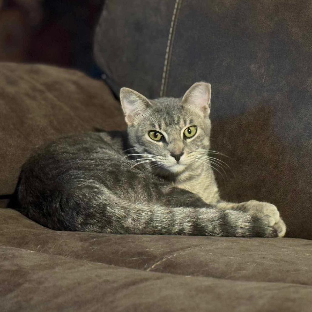 Enlarge Sheldon, a Adoptable Domestic Short Hair in Leander, TX image 1/1