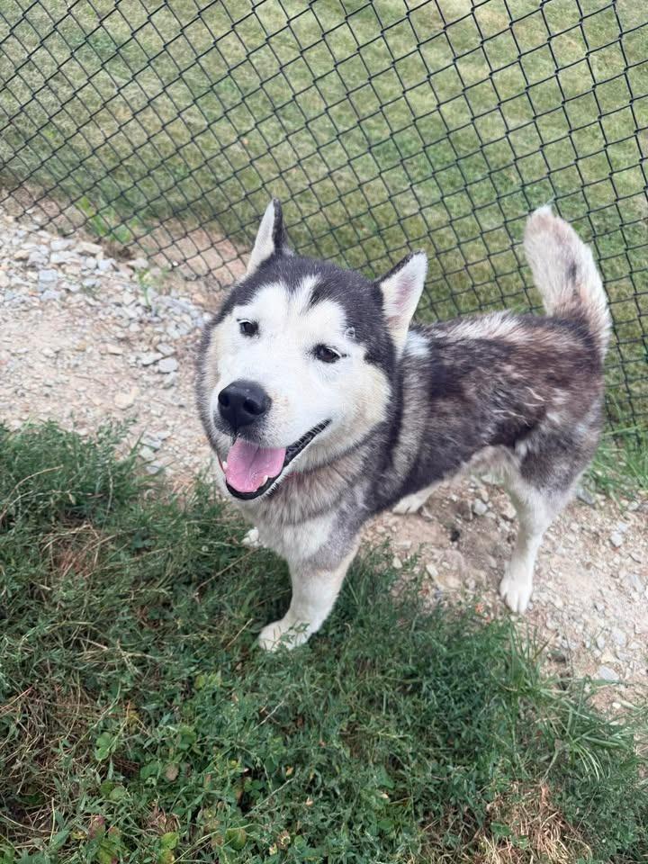 Cherokee, Adoptable, Adult Male Husky.