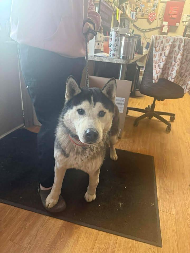 Cherokee, a Adoptable Husky in Greensburg, IN image 2/2