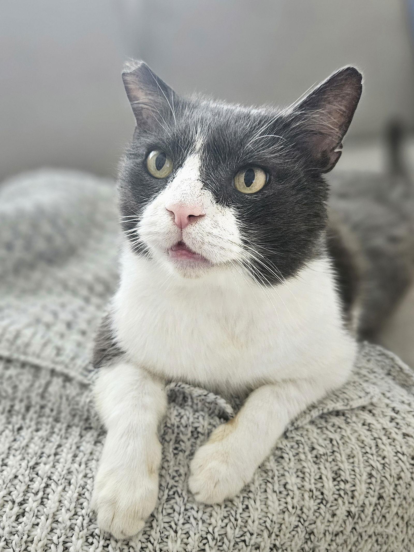 Tommy, Adoptable, Adult Male Domestic Short Hair.