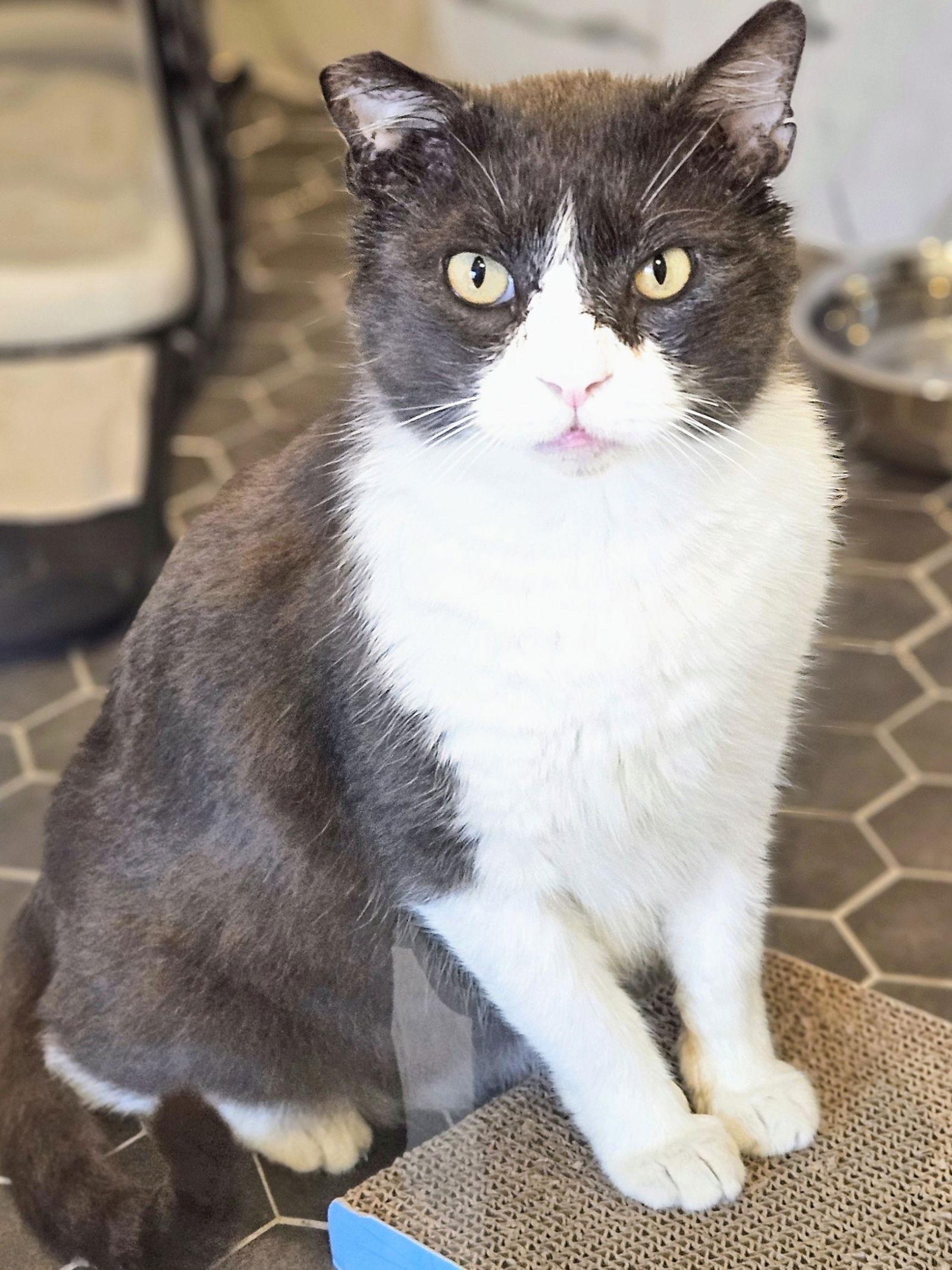 Tommy, a Adoptable Domestic Short Hair in Naples, FL image 2/3