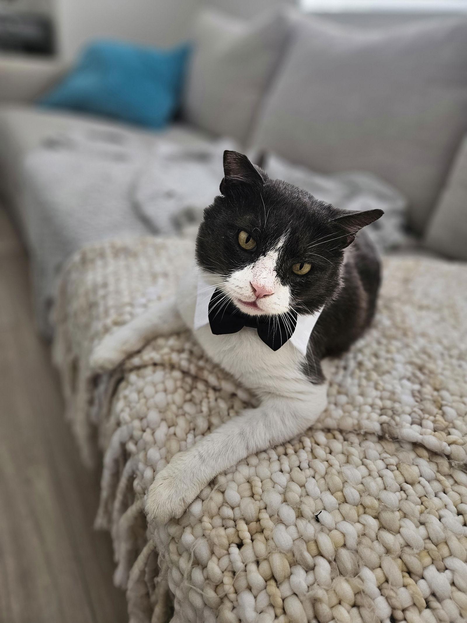 Tommy, a Adoptable Domestic Short Hair in Naples, FL image 3/3