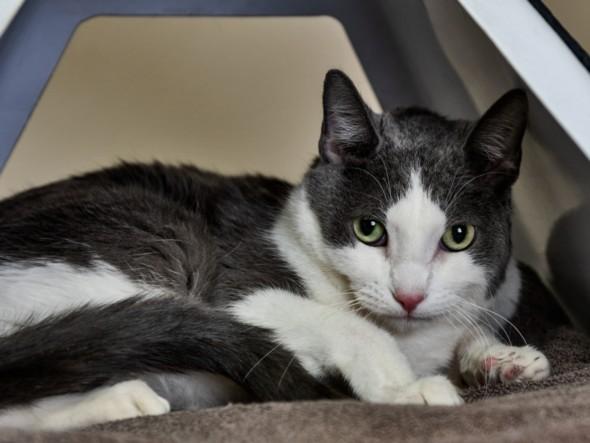 TOMPKINS, Adoptable, Adult Male Domestic Short Hair.