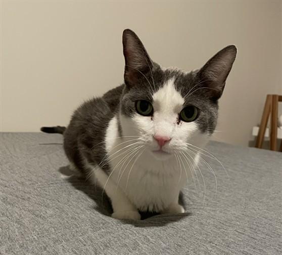 TOMPKINS, Adoptable, Adult Male Domestic Short Hair.