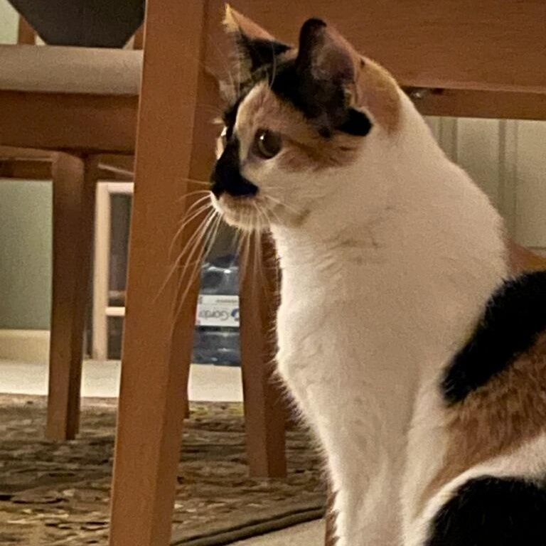 Enlarge Flo, a Adoptable Domestic Short Hair in Rockford, MI image 1/6