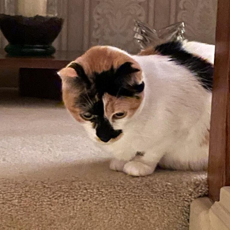 Enlarge Flo, a Adoptable Domestic Short Hair in Rockford, MI image 5/6