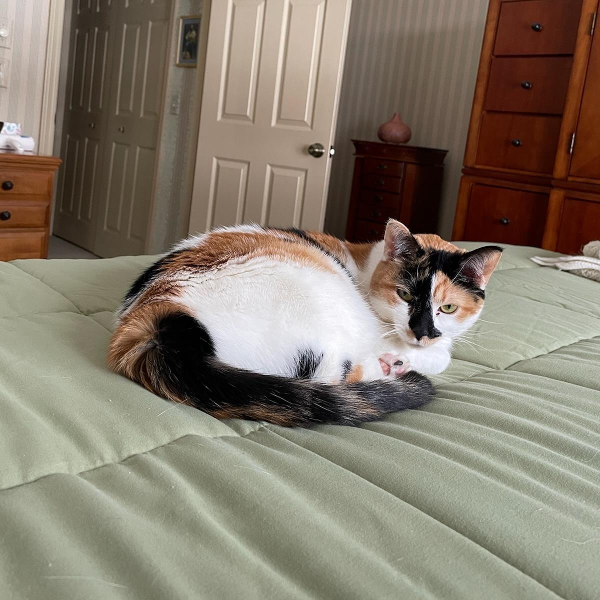 Enlarge Flo, a ADOPTABLE Domestic Short Hair in Rockford, MI image 5/6