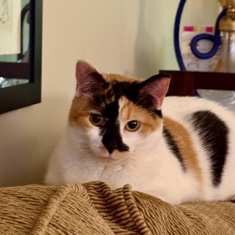 Enlarge Flo, a Adoptable Domestic Short Hair in Rockford, MI image 3/6