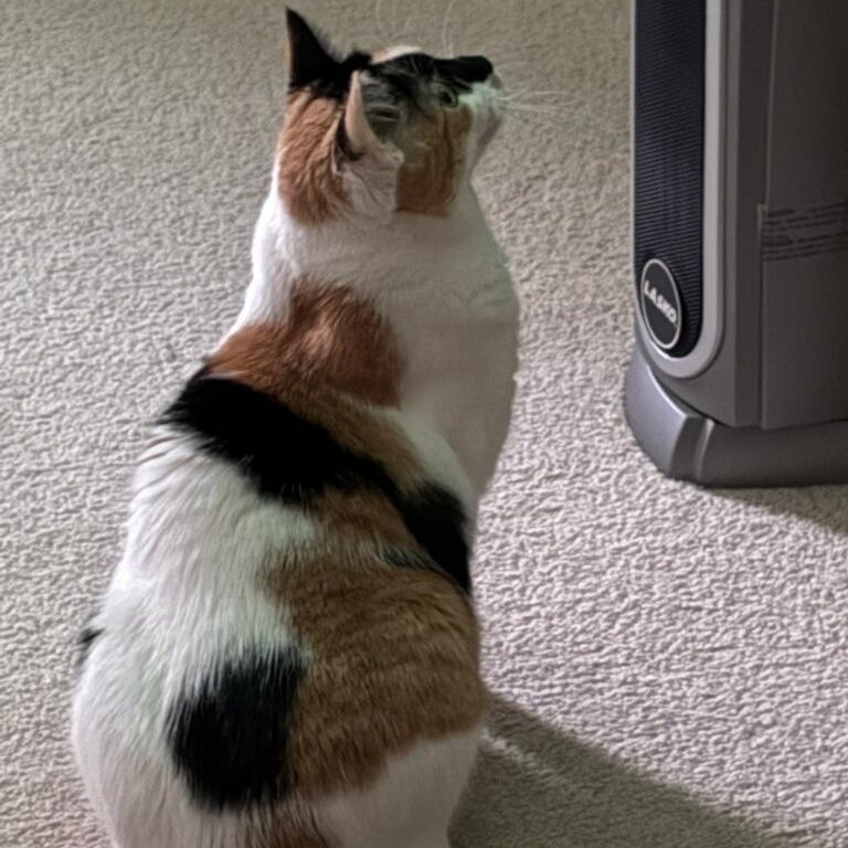 Enlarge Flo, a Adoptable Domestic Short Hair in Rockford, MI image 4/6