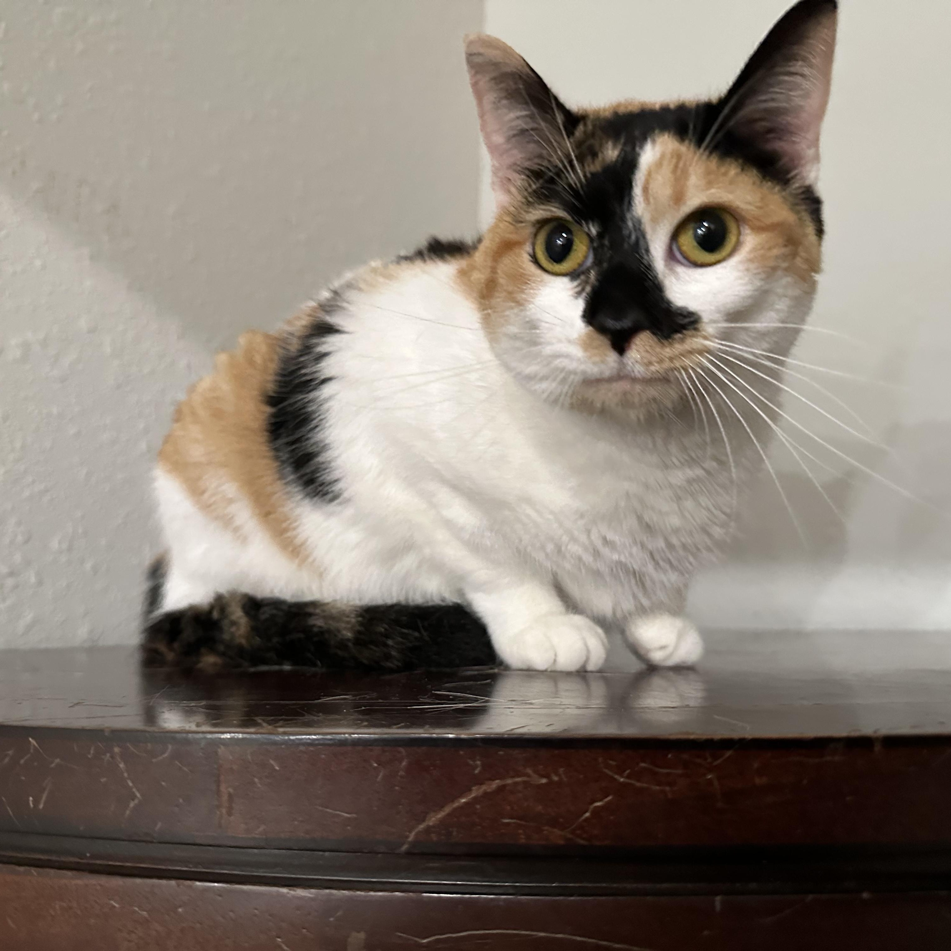 Enlarge Flo, a ADOPTABLE Domestic Short Hair in Rockford, MI image 4/6