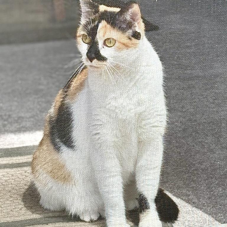 Enlarge Flo, a ADOPTABLE Domestic Short Hair in Rockford, MI image 3/6