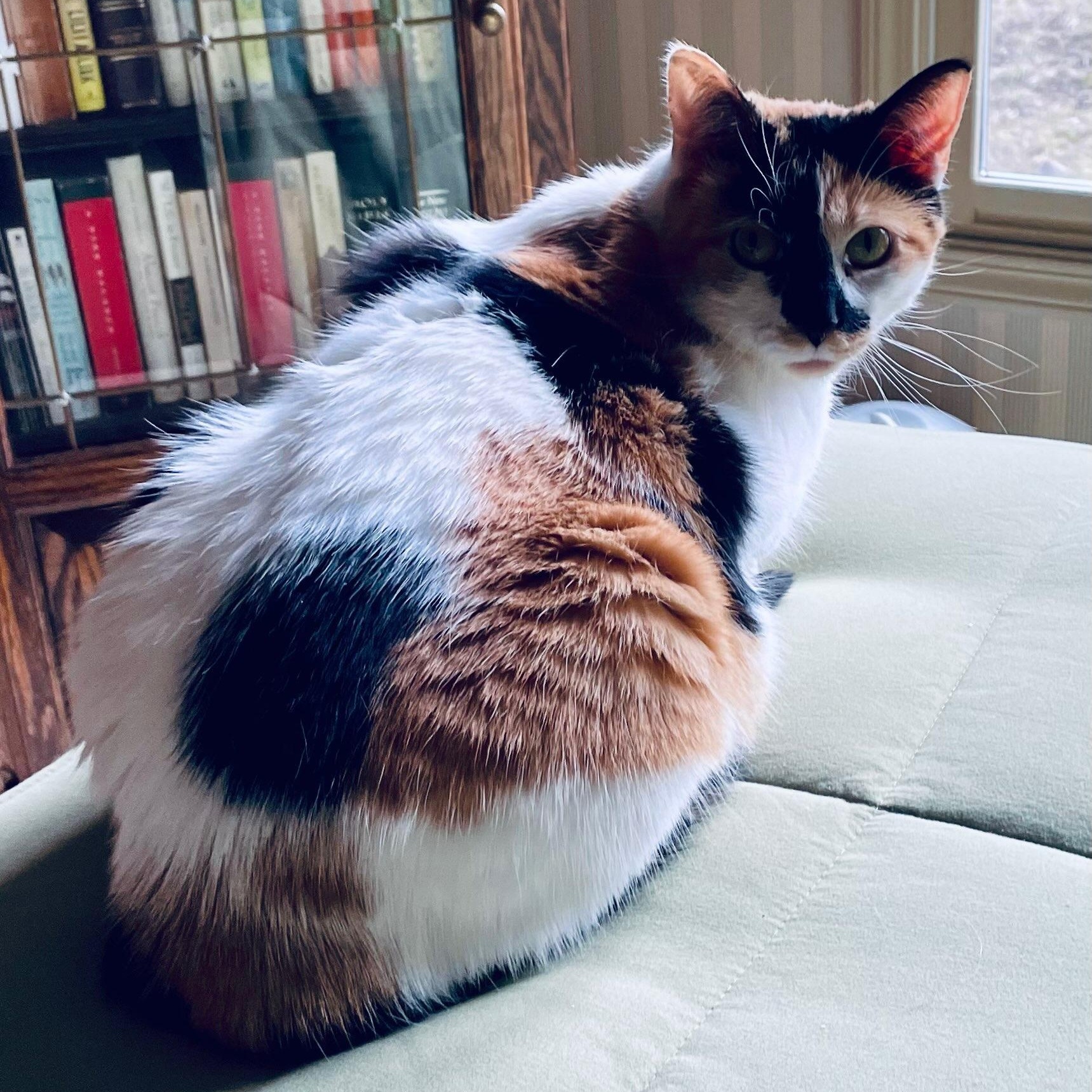Enlarge Flo, a ADOPTABLE Domestic Short Hair in Rockford, MI image 6/6