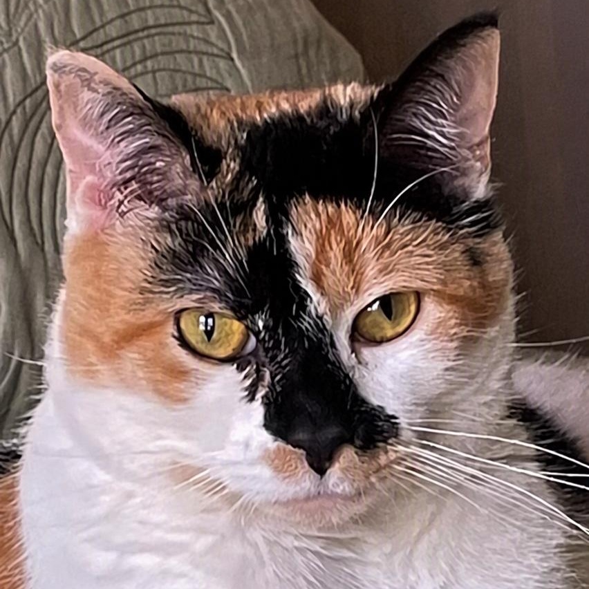 Enlarge Flo, a ADOPTABLE Domestic Short Hair in Rockford, MI image 2/6