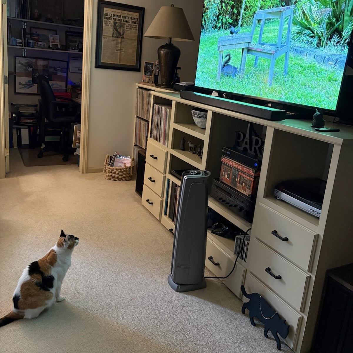 Enlarge Flo, a Adoptable Domestic Short Hair in Rockford, MI image 6/6