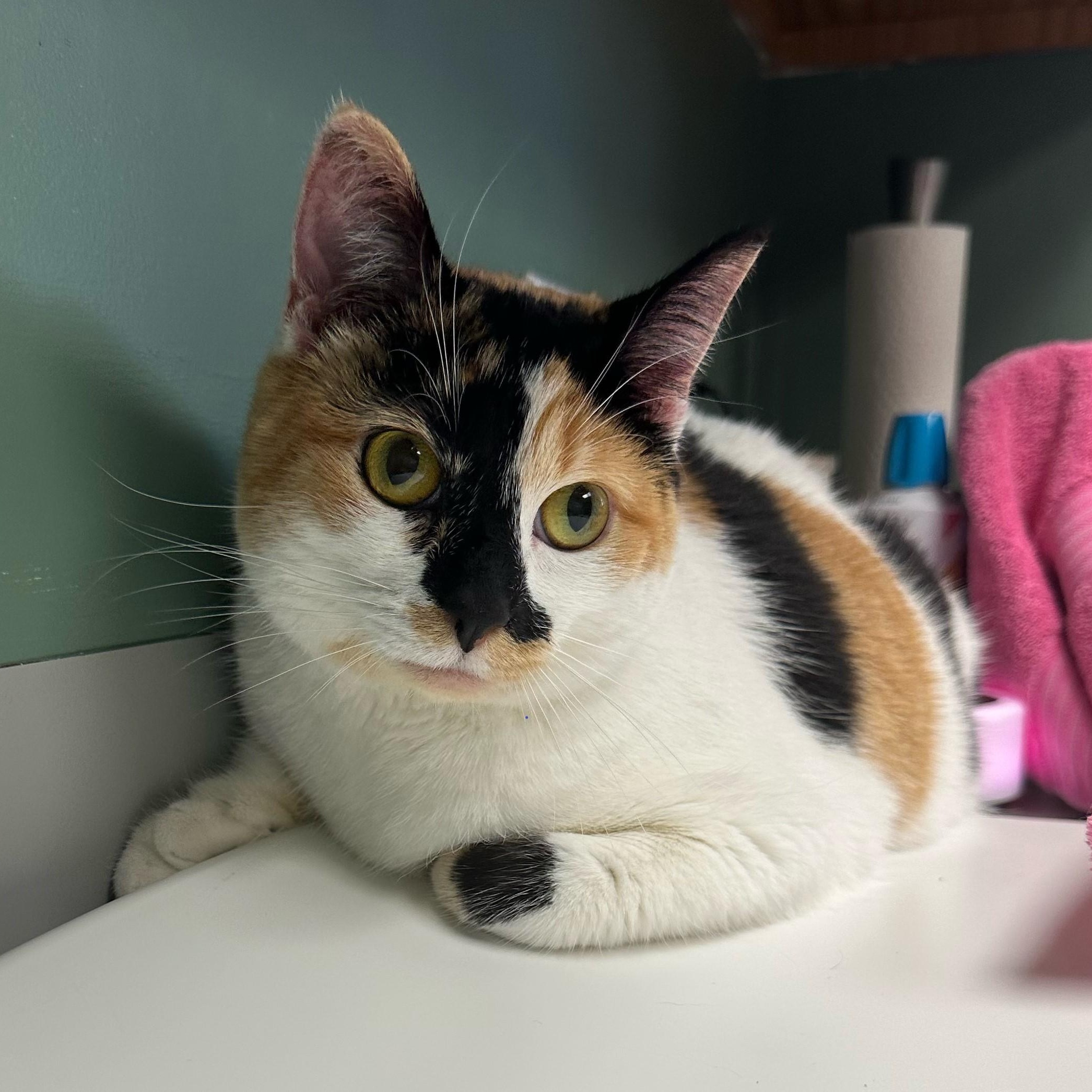Enlarge Flo, a ADOPTABLE Domestic Short Hair in Rockford, MI image 1/6