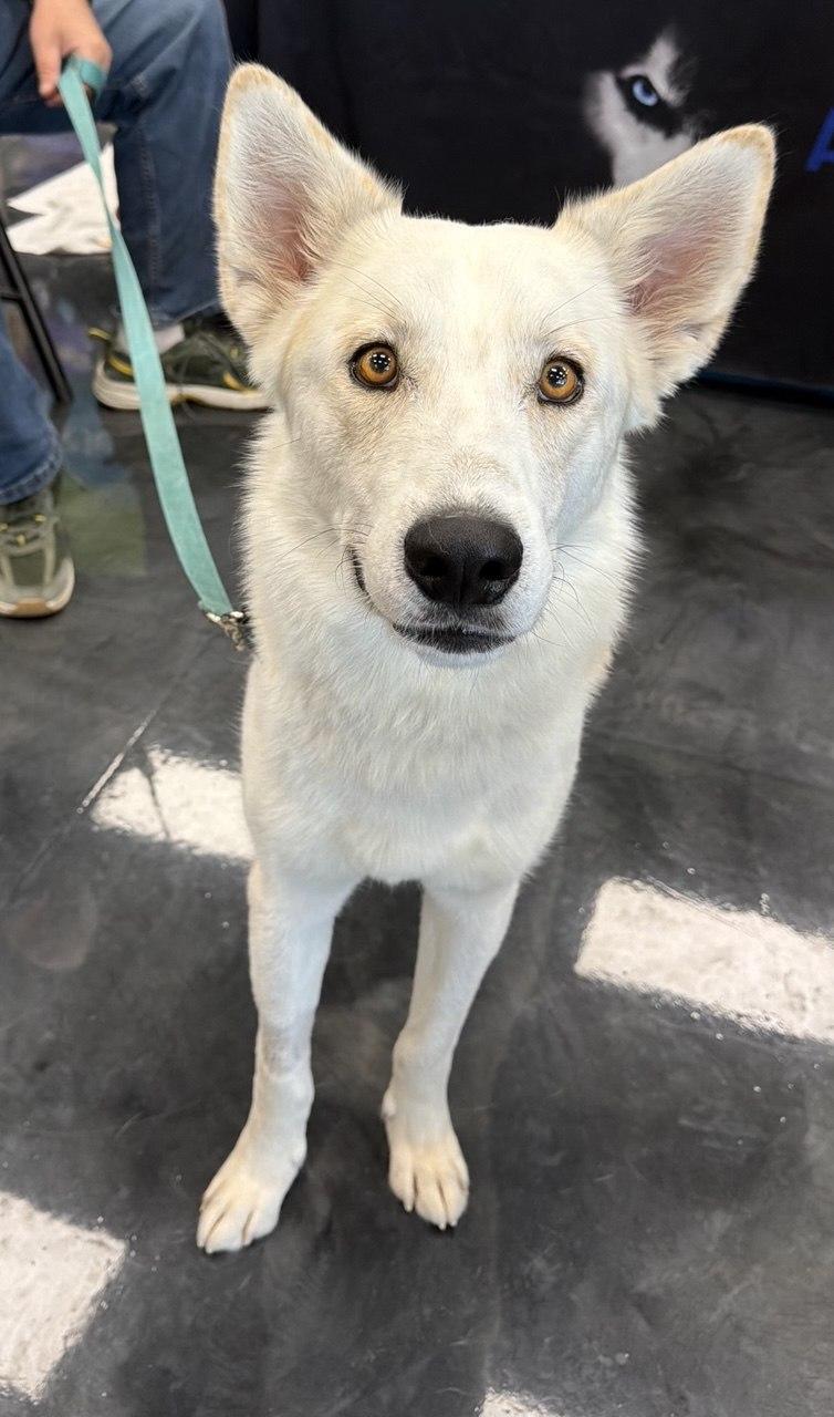 Diesel, Adoptable, Adult Male Siberian Husky.