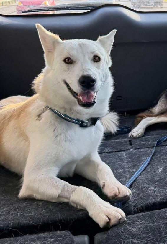 Enlarge Diesel, a Adoptable Siberian Husky in Carrollton, TX image 2/2