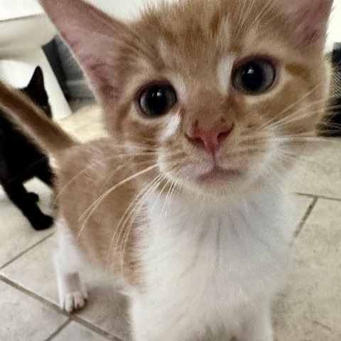 Enlarge Karloff, a Adopted Domestic Short Hair in Seymour, TN image 2/4