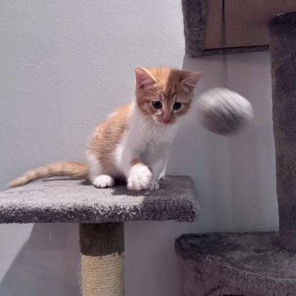 Enlarge Karloff, a Adopted Domestic Short Hair in Seymour, TN image 4/4