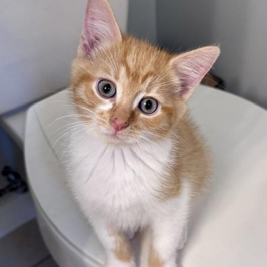 Karloff, Adopted, Kitten Male Domestic Short Hair.
