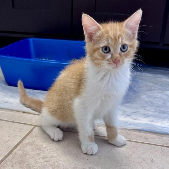 Enlarge Karloff, a Adopted Domestic Short Hair in Seymour, TN image 3/4