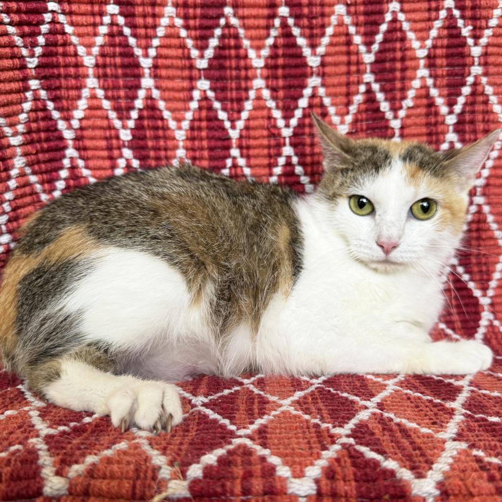 Mama Bitsy, a Adoptable Domestic Short Hair in Mount Juliet, TN image 1/2