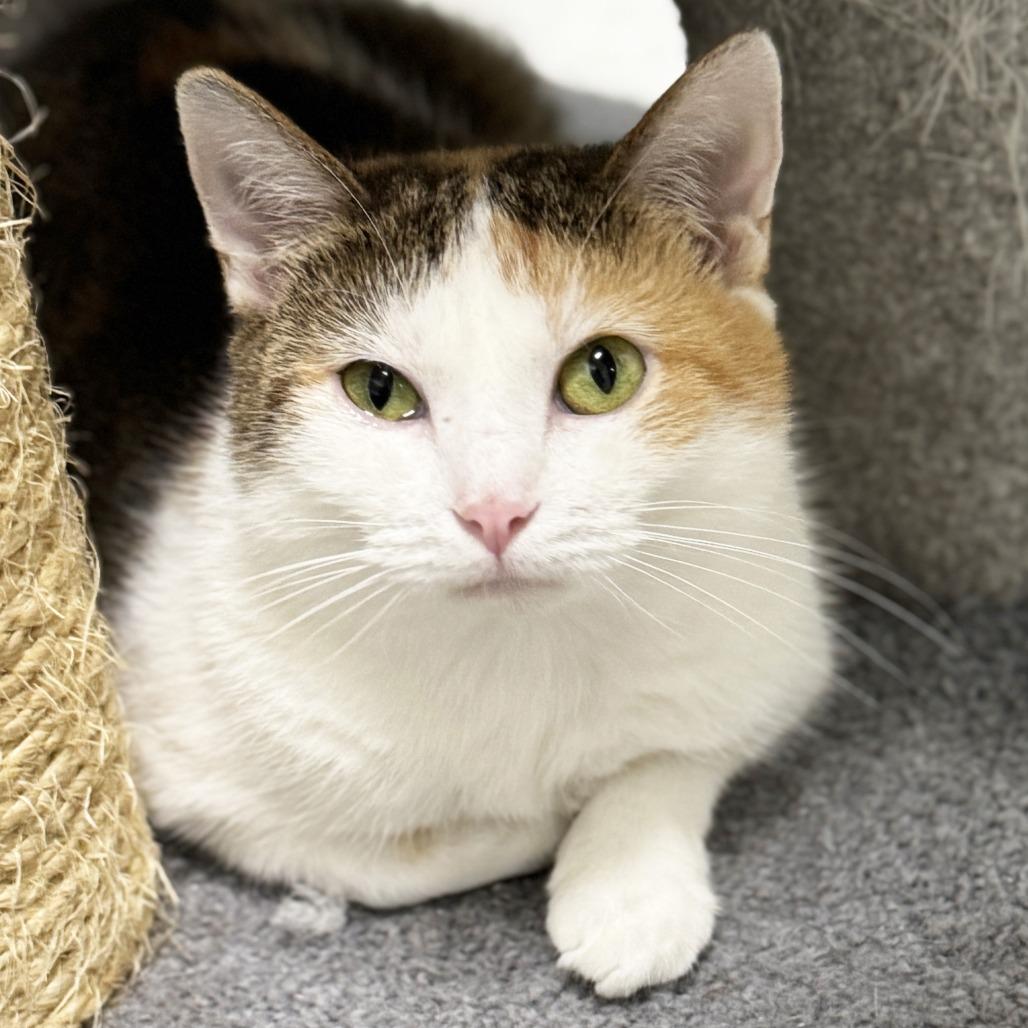 Enlarge Mama Bitsy, a Adoptable Domestic Short Hair in Mount Juliet, TN image 2/2