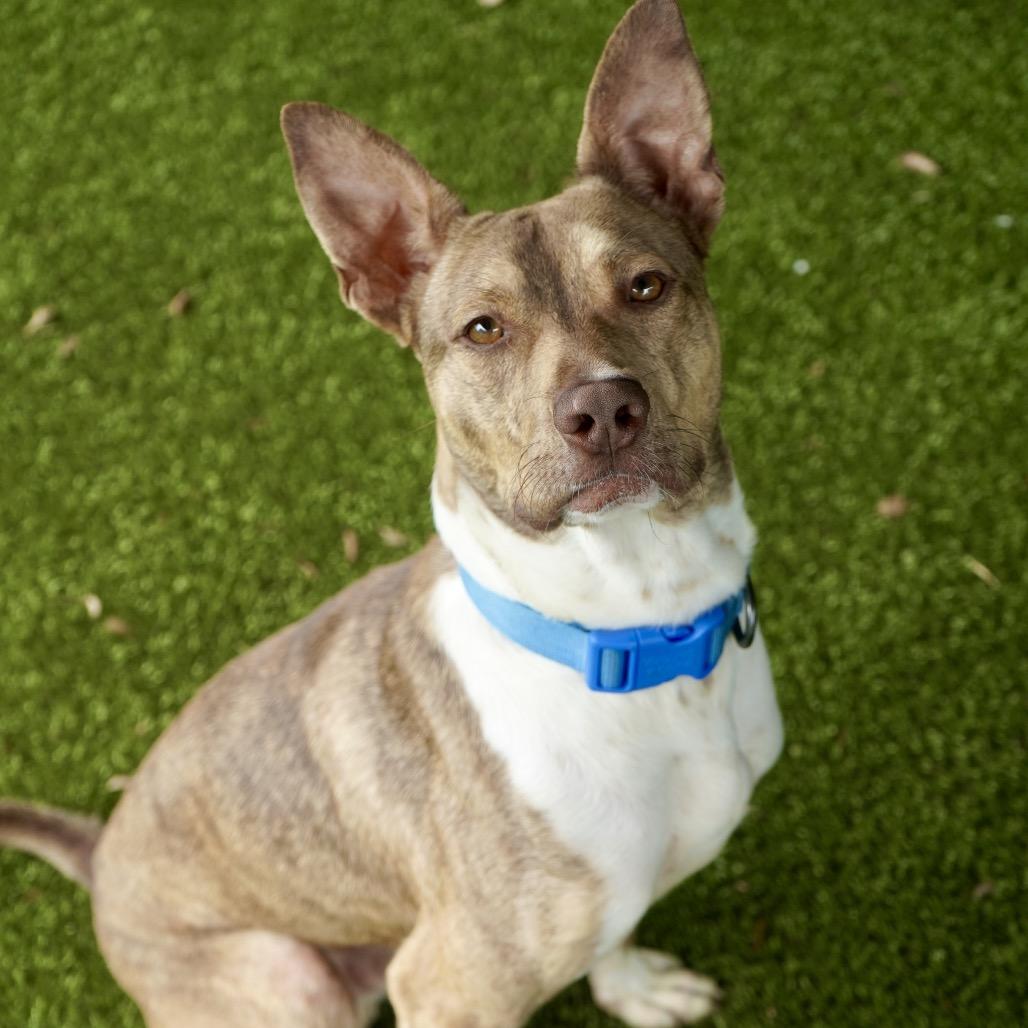 Sonny, a Adoptable mixed breed in Tuscaloosa, AL image 1/3