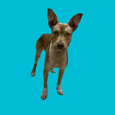 Sonny, a Adoptable mixed breed in Tuscaloosa, AL image 2/3