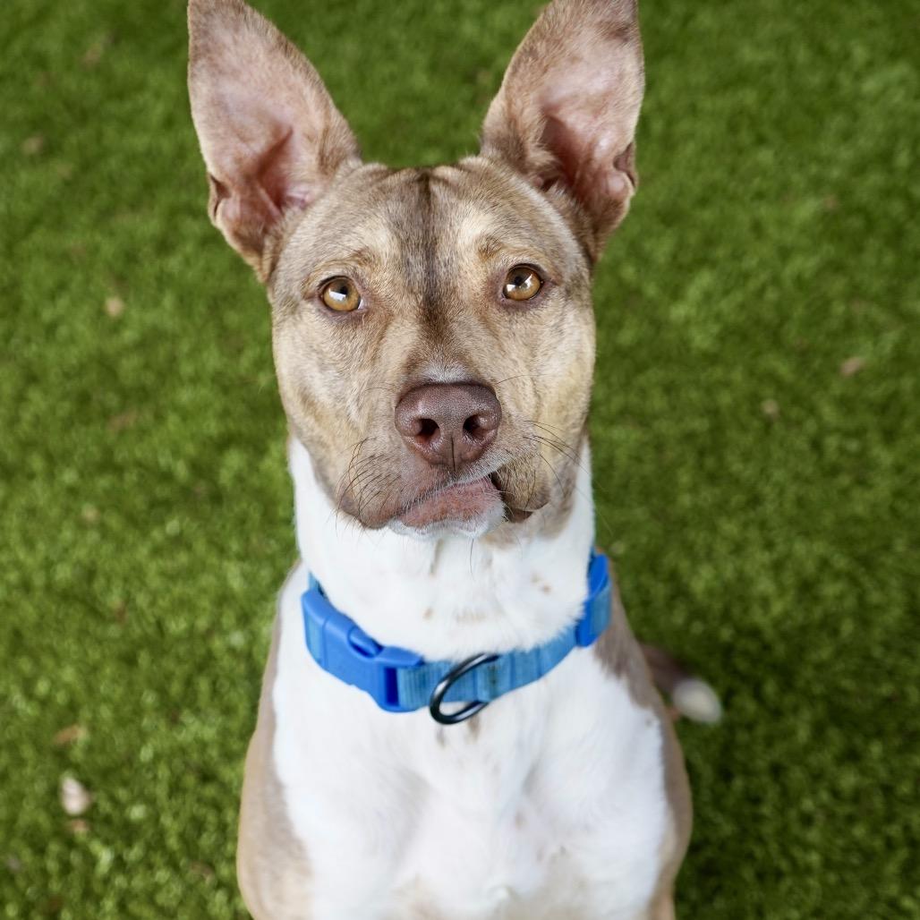 Sonny, a Adoptable mixed breed in Tuscaloosa, AL image 3/3