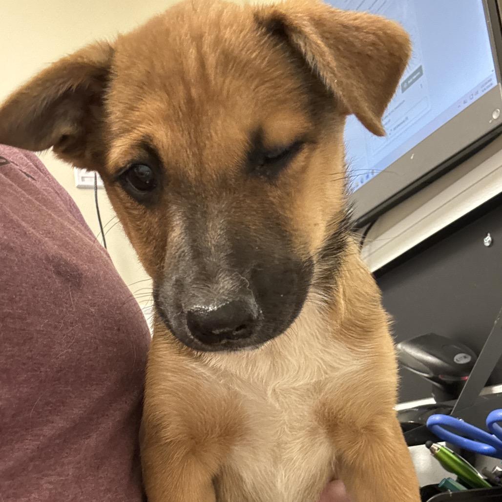 Quiznos, Adoptable, Puppy Female Mixed Breed.