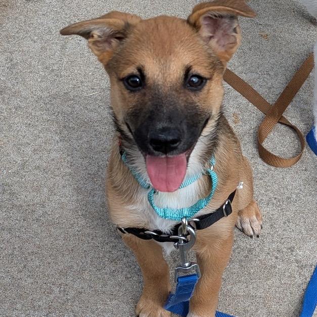 Enlarge Quiznos, a Adoptable Mixed Breed in Tulsa, OK image 2/5