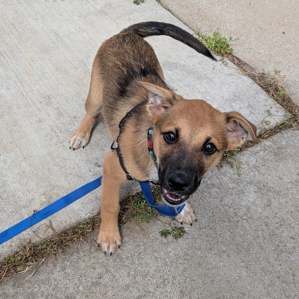 Enlarge Quiznos, a Adoptable Mixed Breed in Tulsa, OK image 3/5