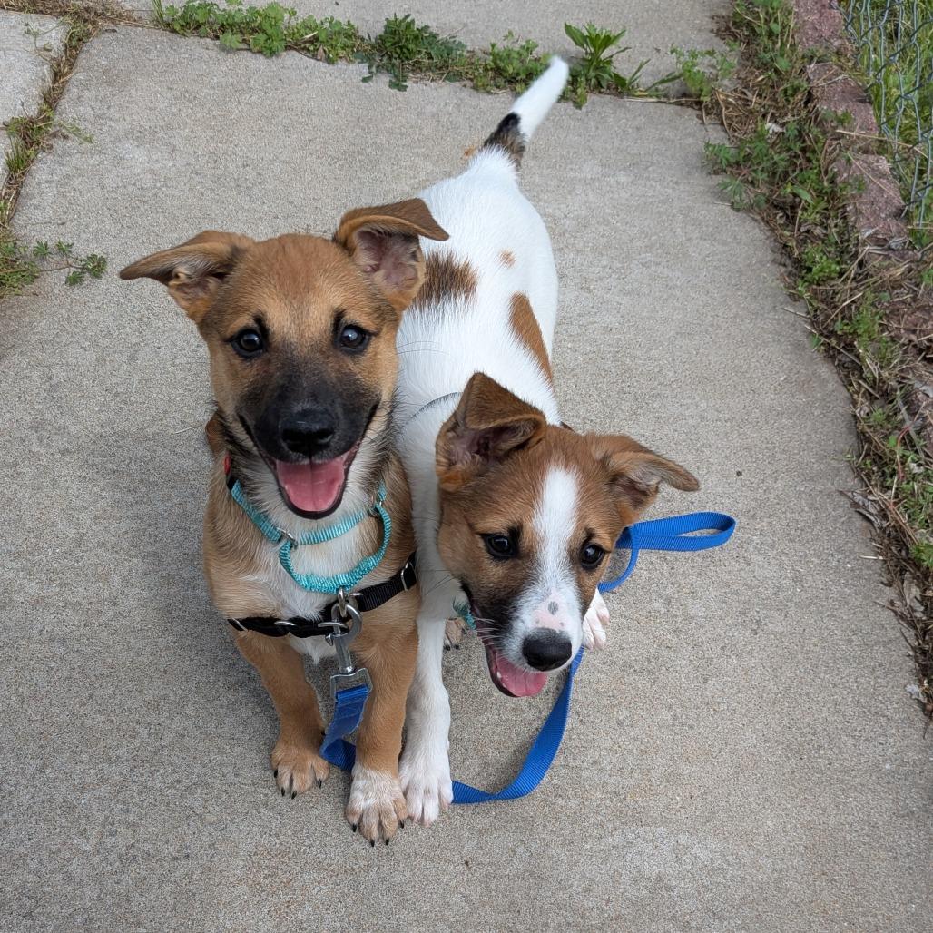 Enlarge Quiznos, a Adoptable Mixed Breed in Tulsa, OK image 4/5