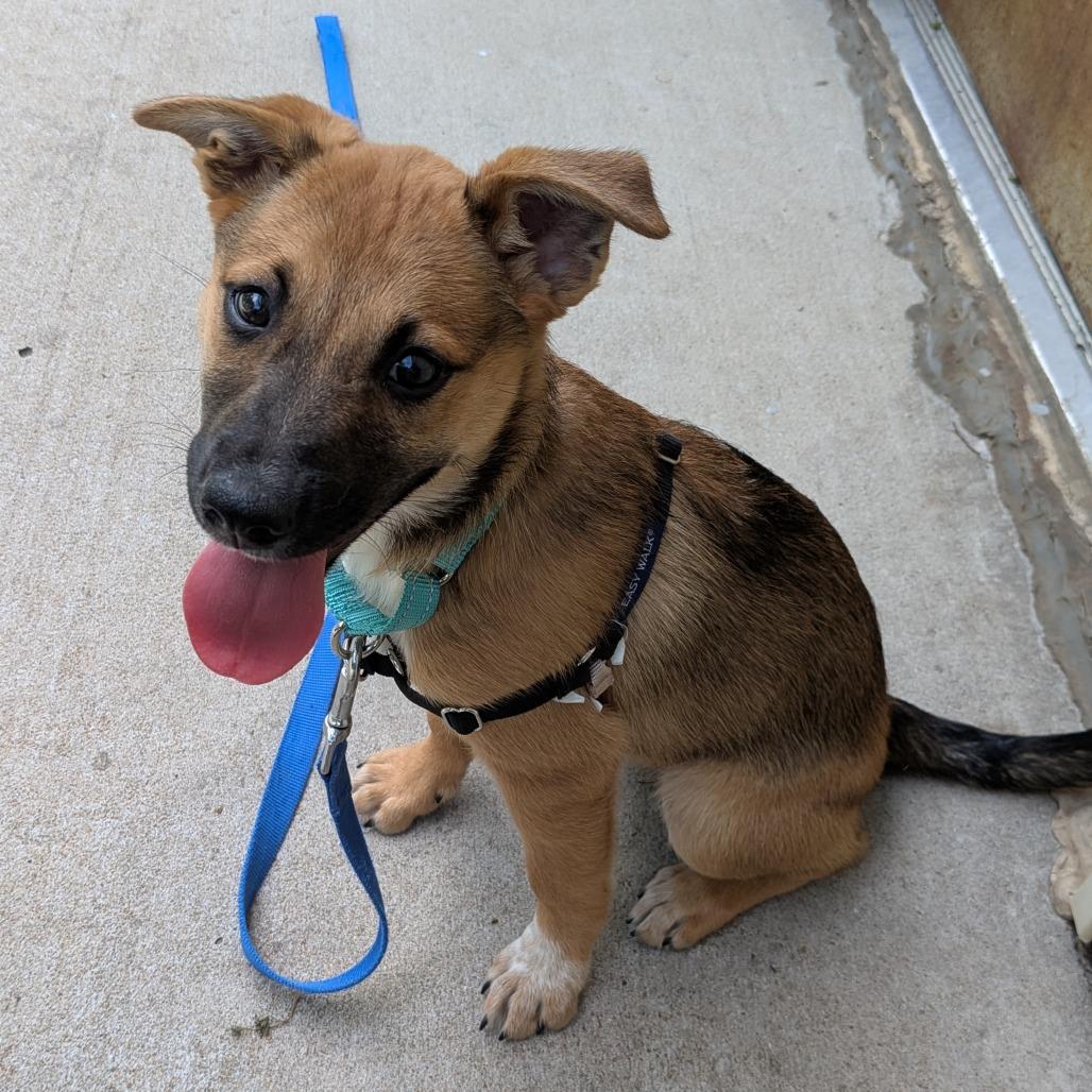 Enlarge Quiznos, a Adoptable Mixed Breed in Tulsa, OK image 5/5